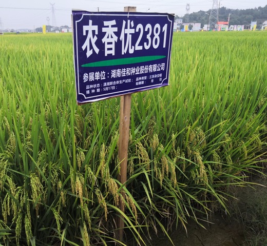 迟熟中稻——农香优2381